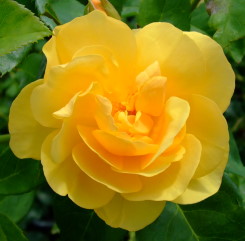 Rosenbild